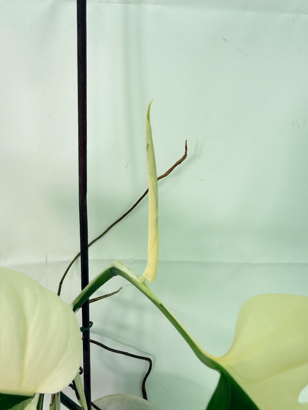 Monstera  Albo Variegata HALF MOON