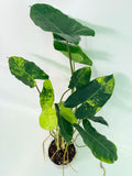 Philodendron Burle Marx Variegata