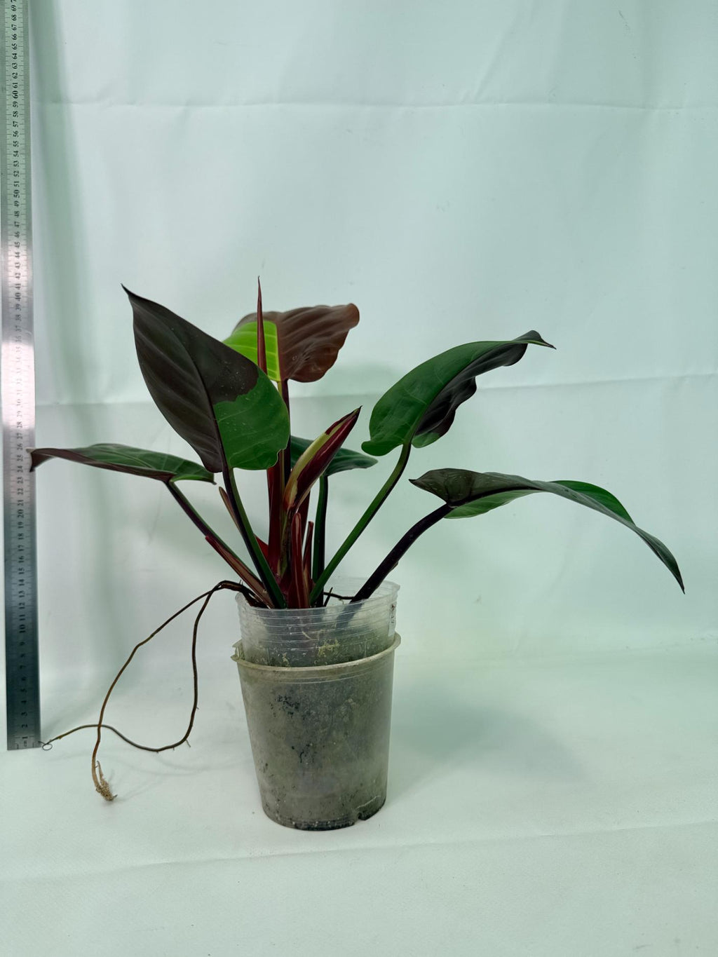Philodendron Yellow Flame variegata